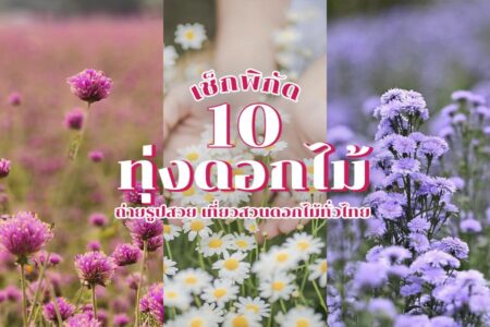 10 ทุ่งดอกไม้ 2567 ใกล้กรุงเทพ ถ่ายรูปสวย เที่ยวสวนดอกไม้ทั่วไทย